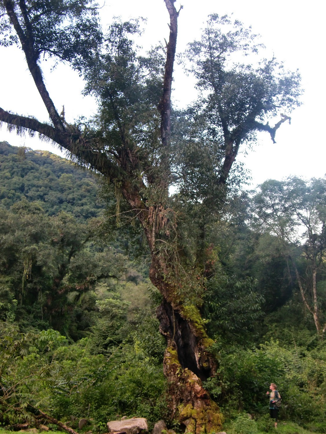 Moss-covered tree on the Ruta 9